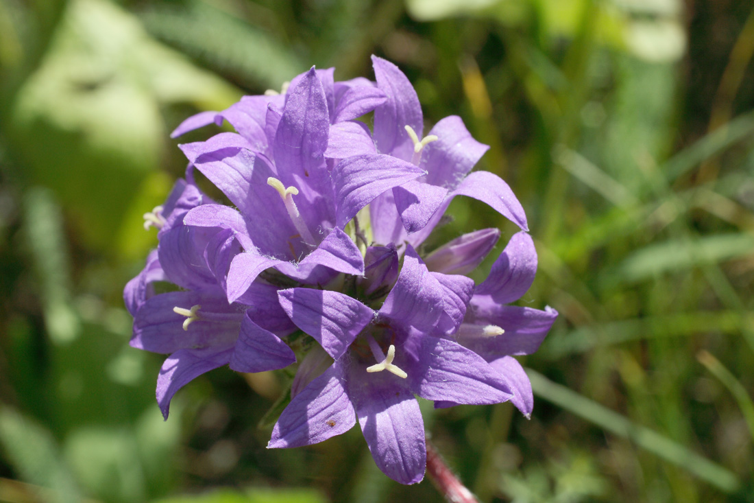 Image of Campanula glomerata specimen.