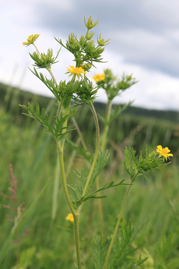 Image of Potentilla longifolia specimen.