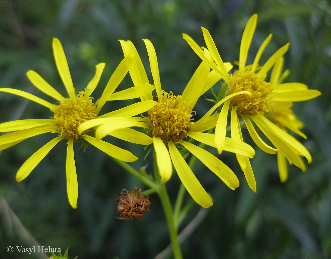 Image of Senecio paludosus specimen.