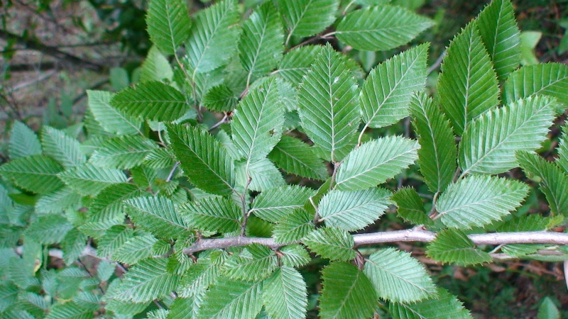 Изображение особи Carpinus betulus.