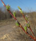 Salix × tetrapla. Части побегов с распускающимися почками. Окр. Архангельска, 15.05.2011.