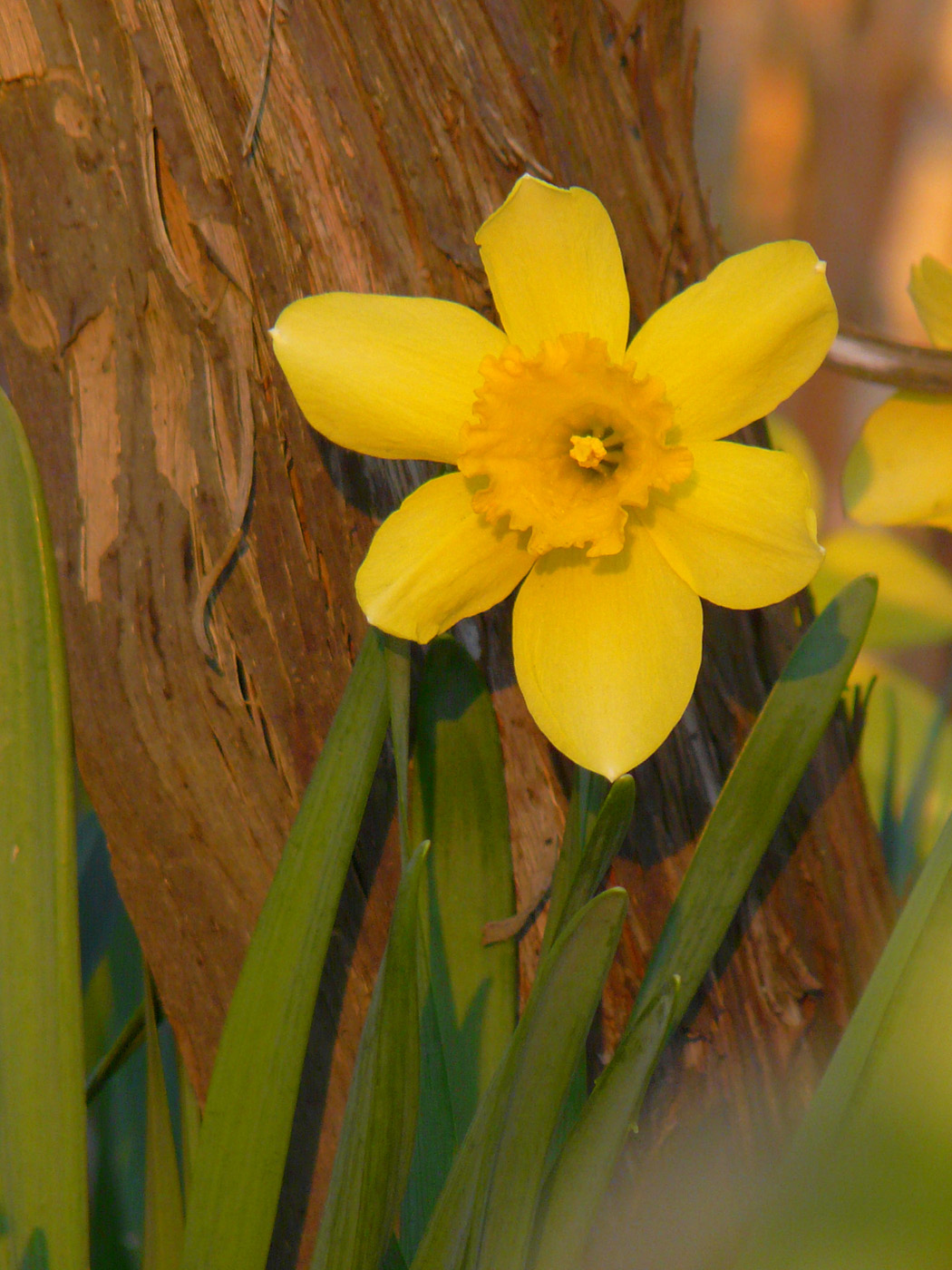 Image of genus Narcissus specimen.