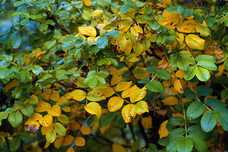 Image of Rosa rugosa specimen.