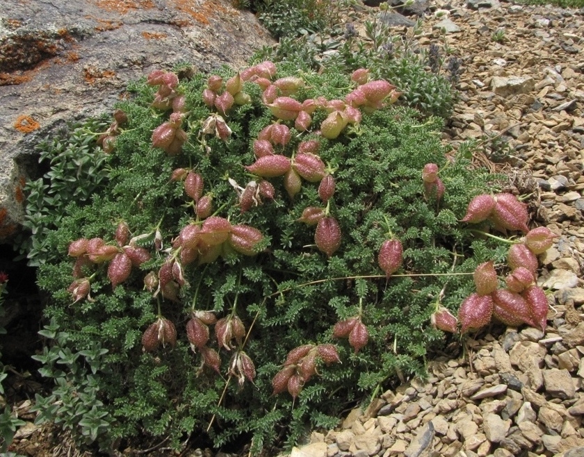 Image of Oxytropis physocarpa specimen.