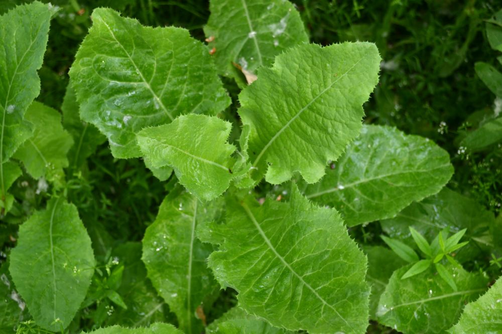 Image of Sonchus arvensis ssp. uliginosus specimen.