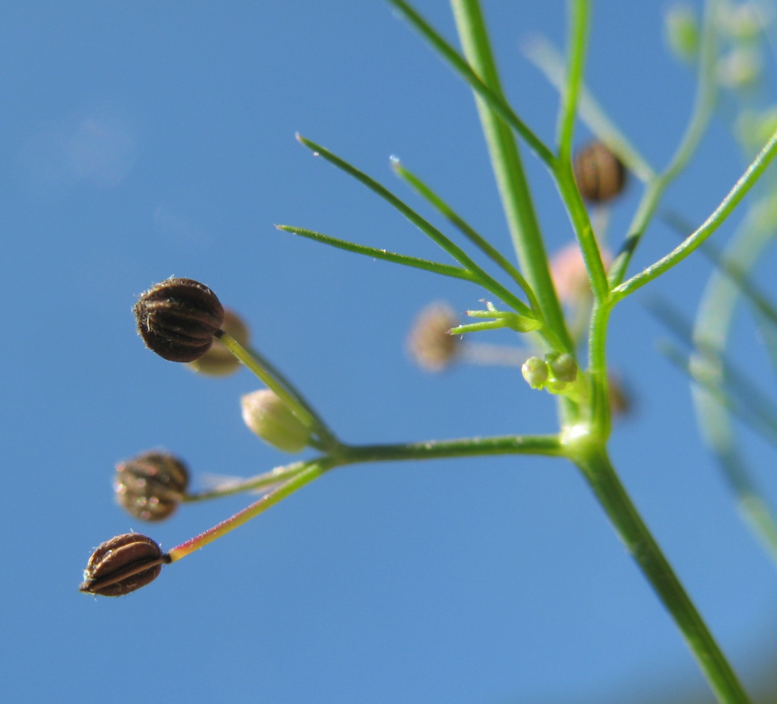 Изображение особи Cyclospermum leptophyllum.