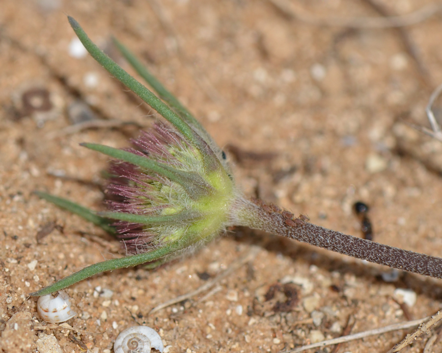 Image of Sixalix arenaria specimen.