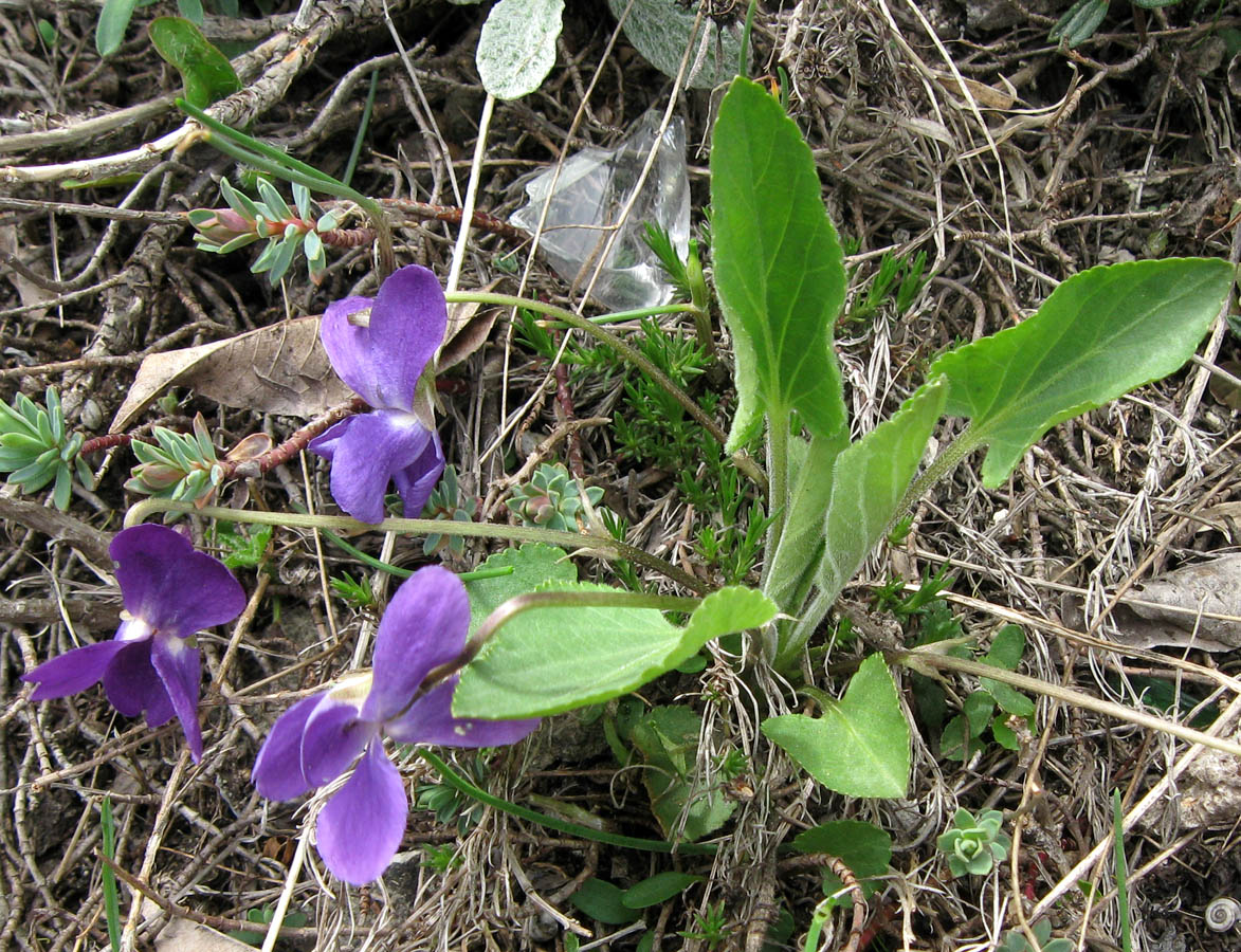 Изображение особи Viola ambigua.