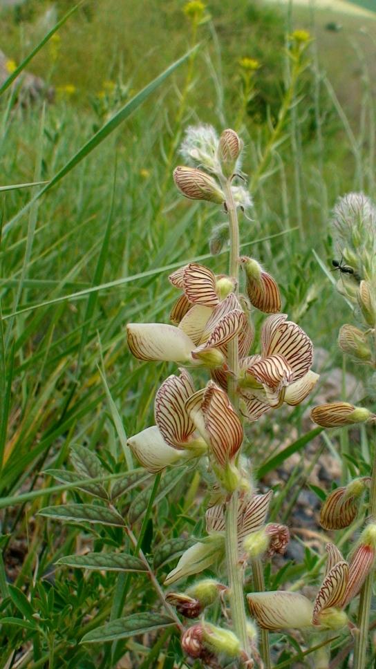 Изображение особи Onobrychis radiata.