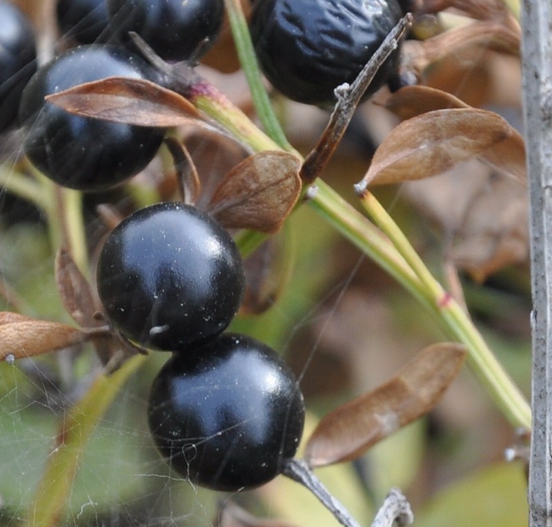 Image of Jasminum fruticans specimen.