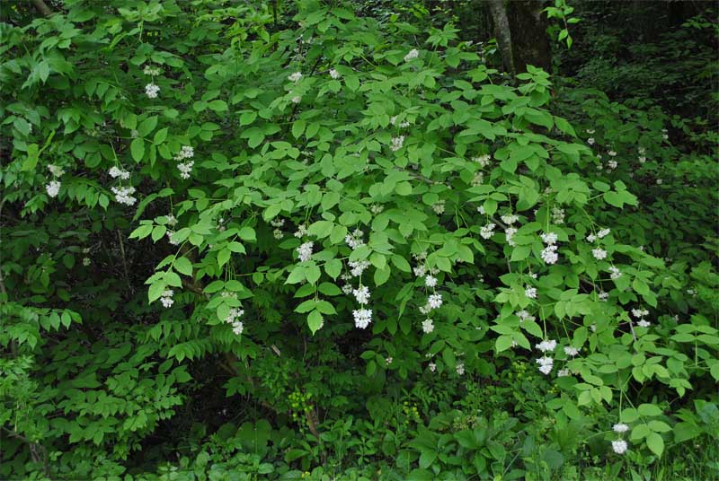 Изображение особи Staphylea pinnata.