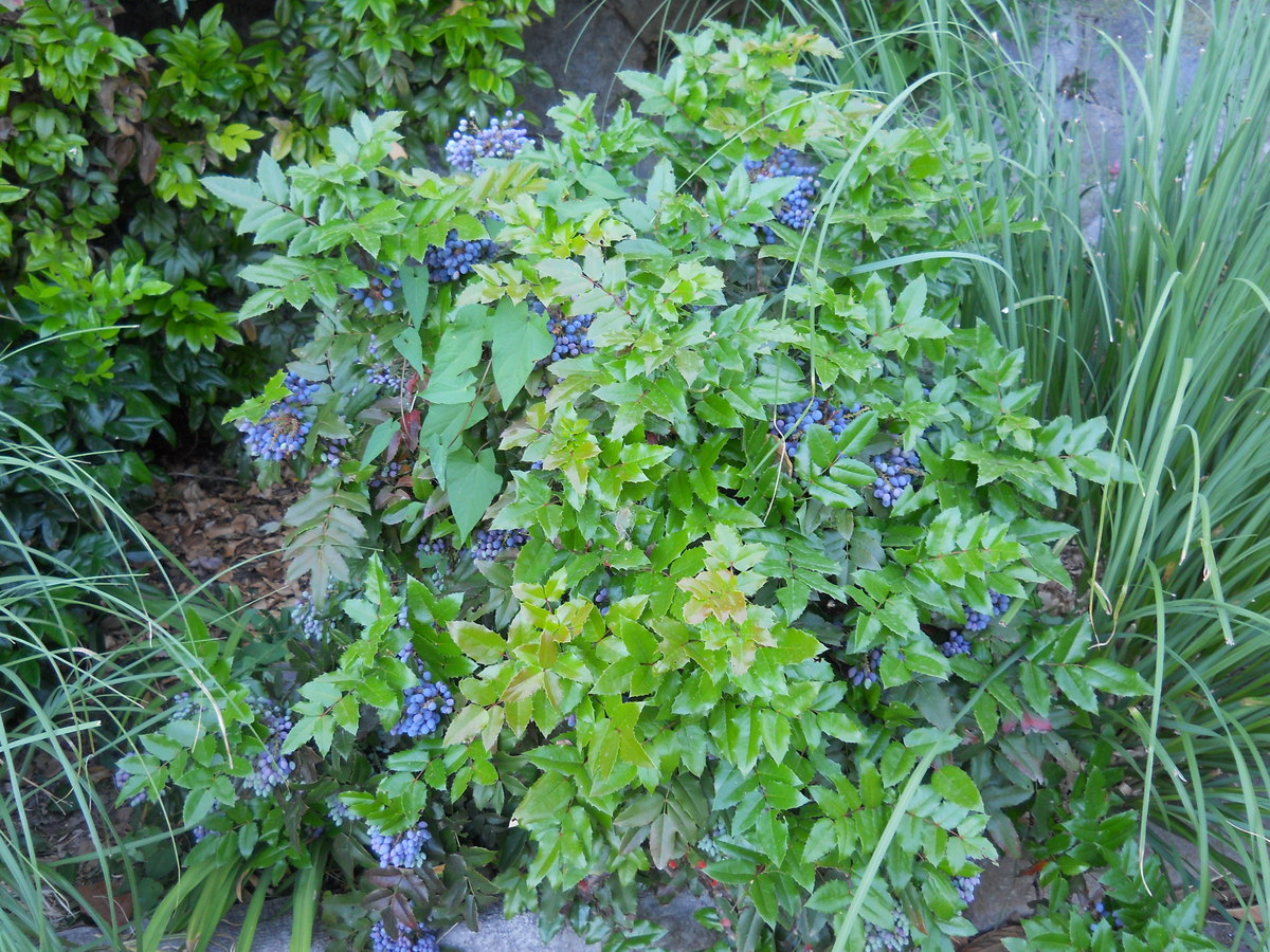 Image of Mahonia aquifolium specimen.