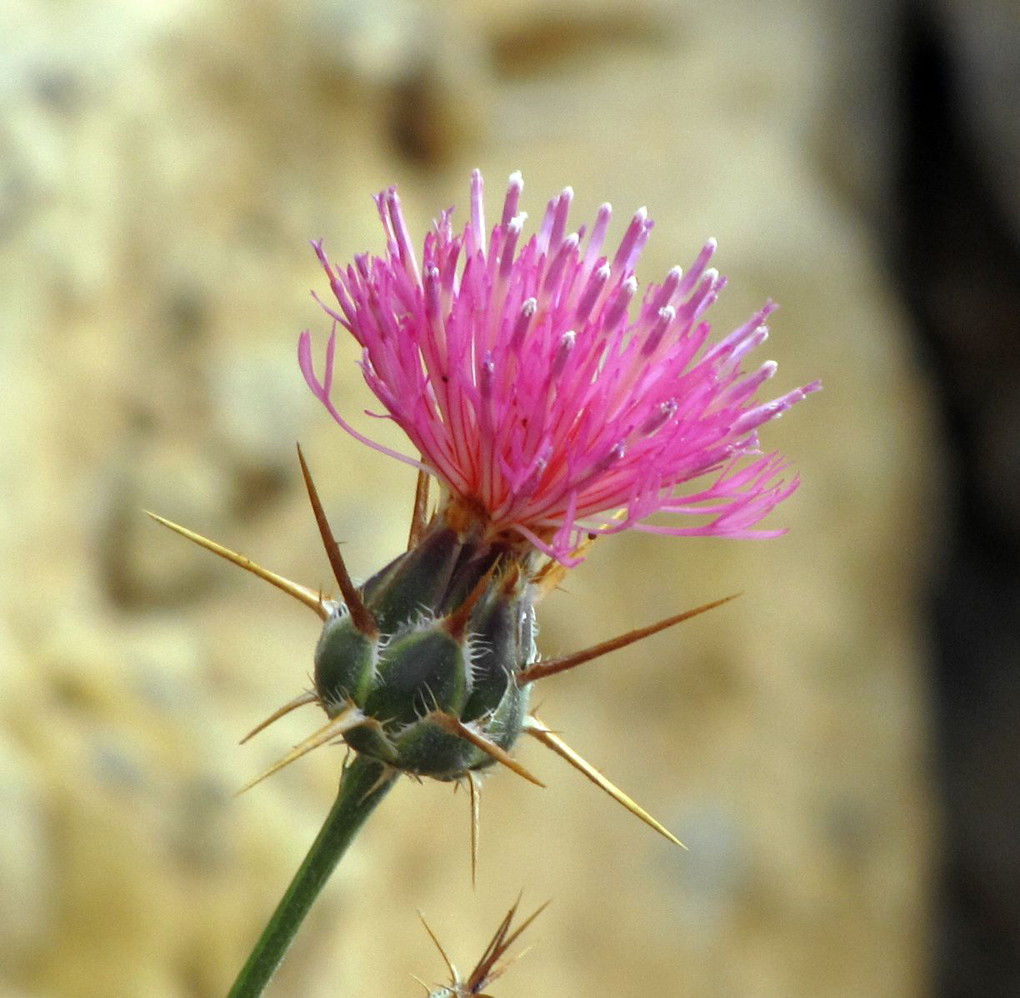 Image of Centaurea eryngioides specimen.