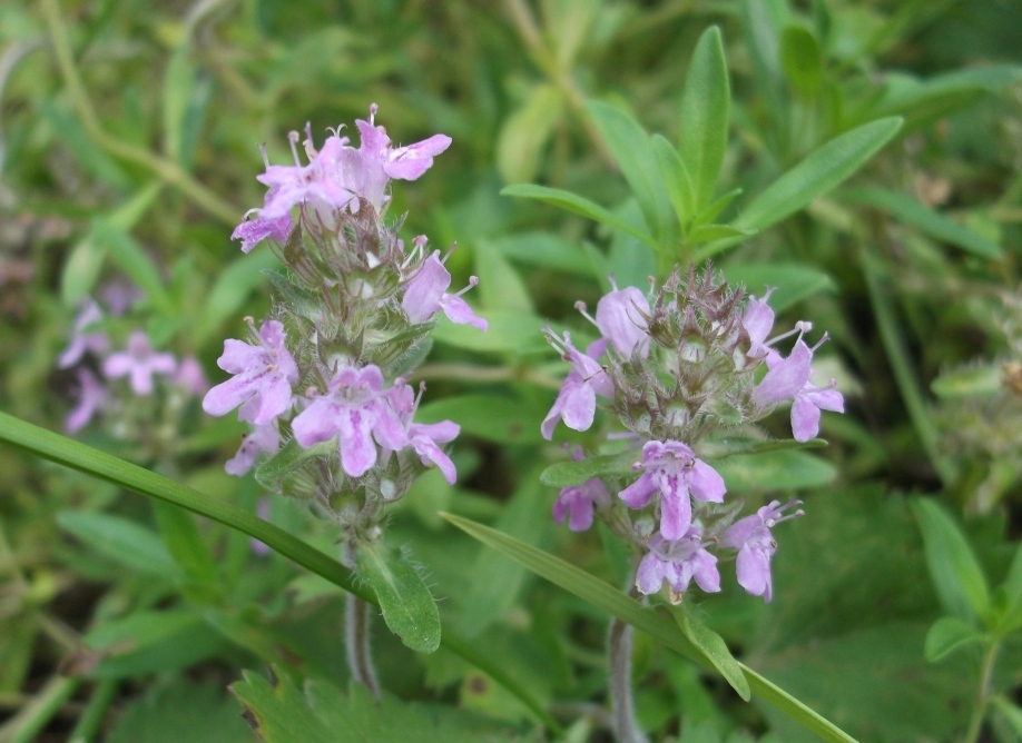 Изображение особи Thymus marschallianus.