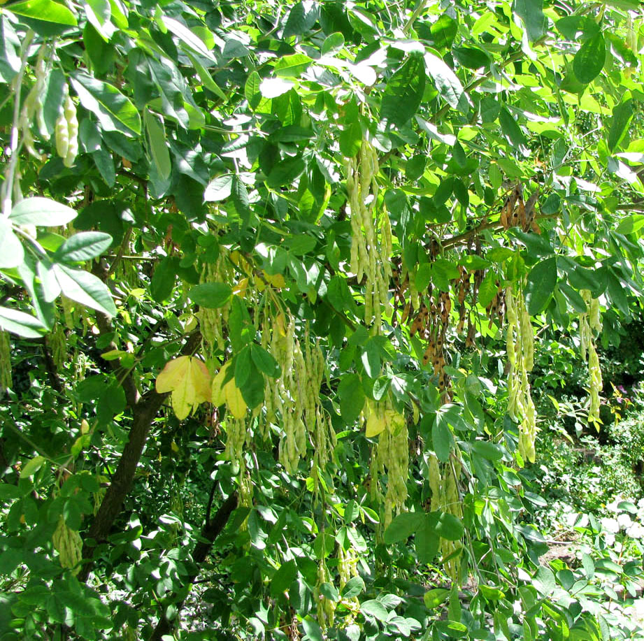 Image of Laburnum anagyroides specimen.