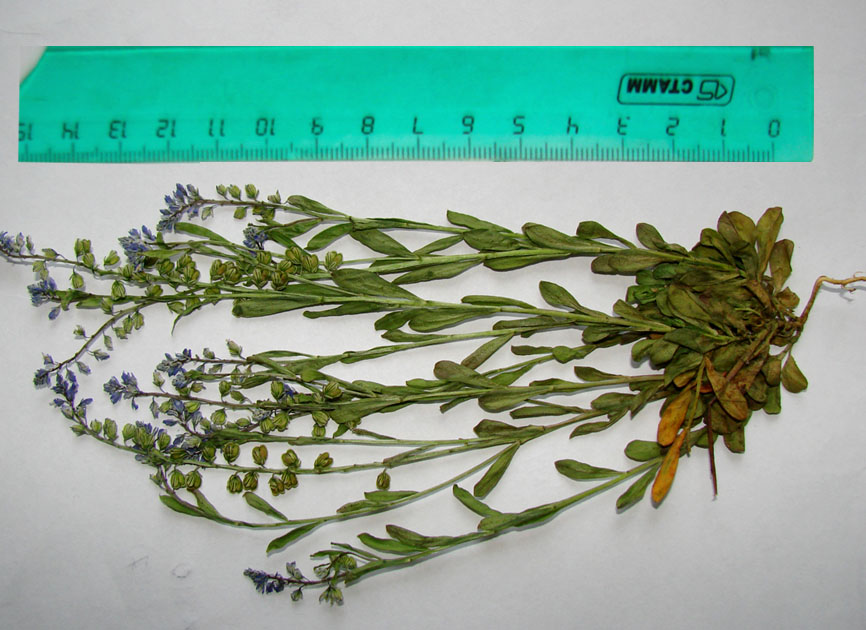 Image of Polygala amarella specimen.