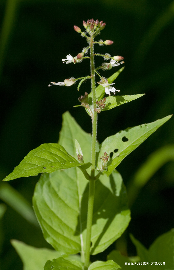 Image of Circaea lutetiana specimen.