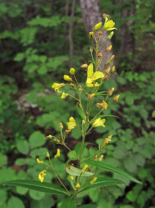 Image of Lysimachia davurica specimen.