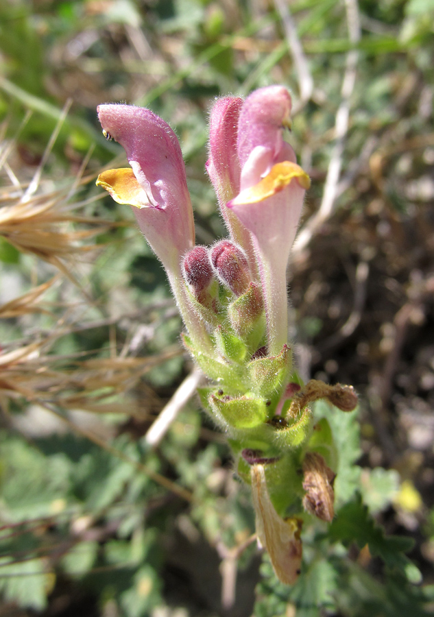 Image of Scutellaria orientalis specimen.