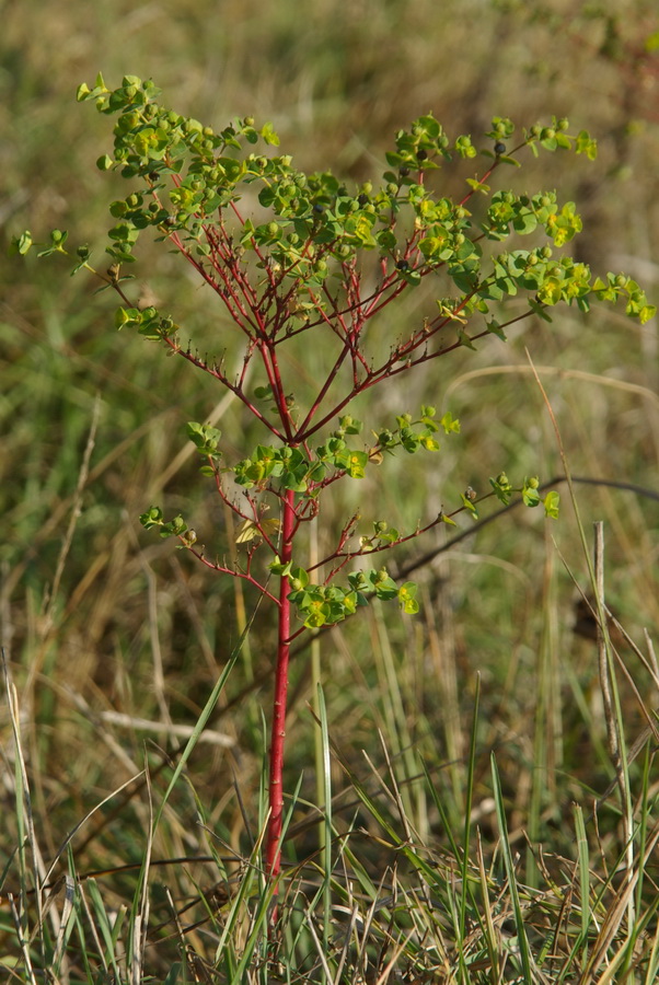 Image of Euphorbia platyphyllos specimen.