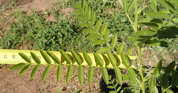 Image of Glycyrrhiza glabra specimen.