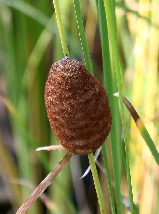 Image of genus Typha specimen.