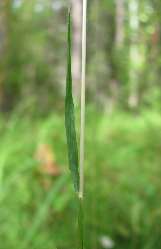 Изображение особи Trisetum sibiricum.