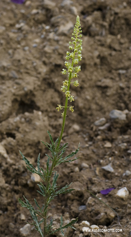 Image of Reseda lutea specimen.