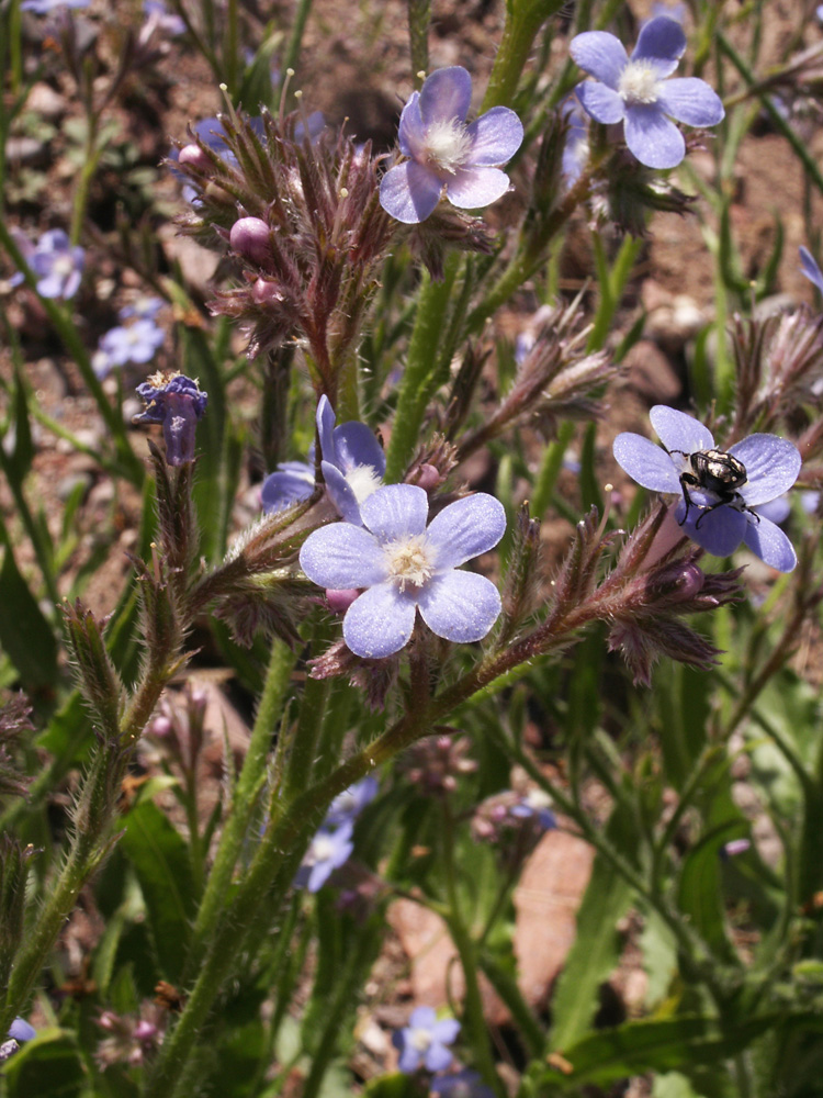 Image of Anchusa azurea specimen.