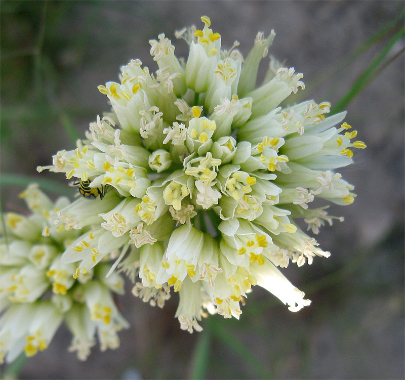 Image of Allium erdelii specimen.