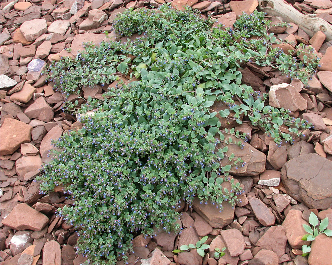 Image of Mertensia maritima specimen.