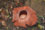 Rafflesia arnoldi