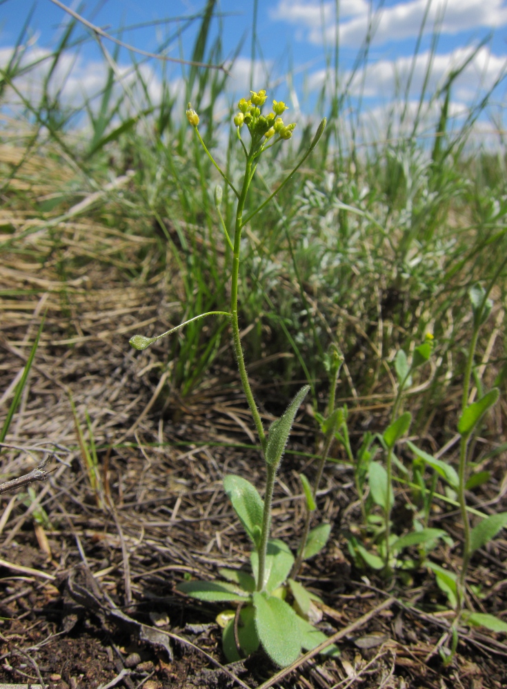 Изображение особи Draba nemorosa.