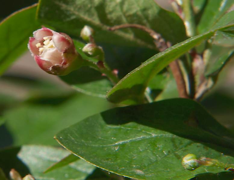 Image of Cotoneaster lucidus specimen.