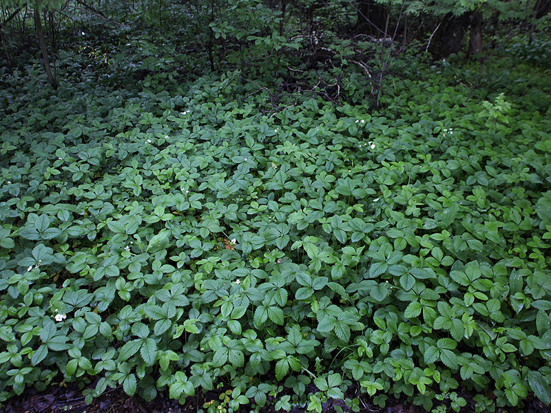 Изображение особи Fragaria moschata.