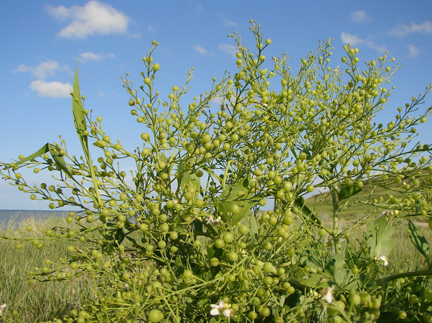 Image of Crambe maritima specimen.