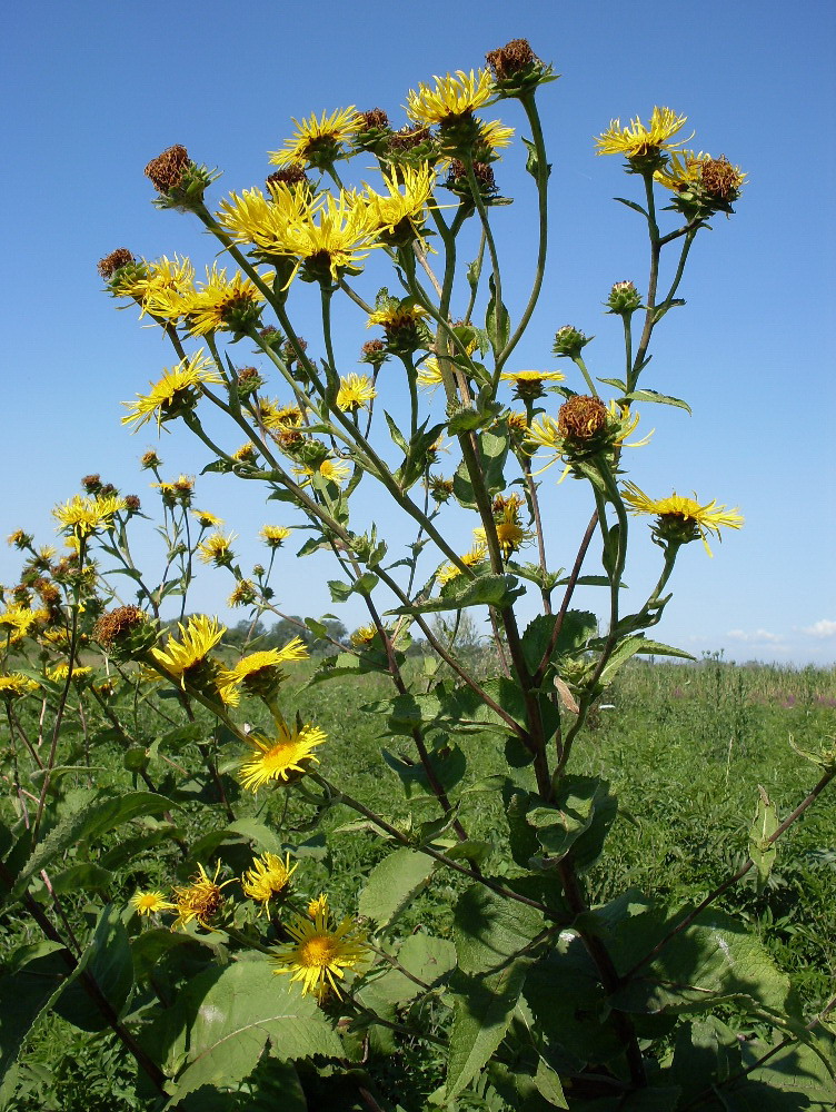 Изображение особи Inula helenium.