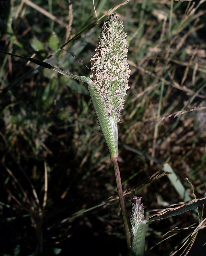 Image of Crypsis schoenoides specimen.