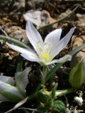 Ornithogalum fimbriatum