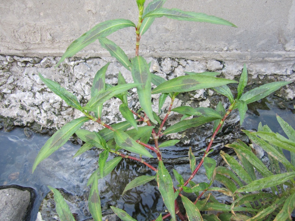 Image of Persicaria maculosa specimen.