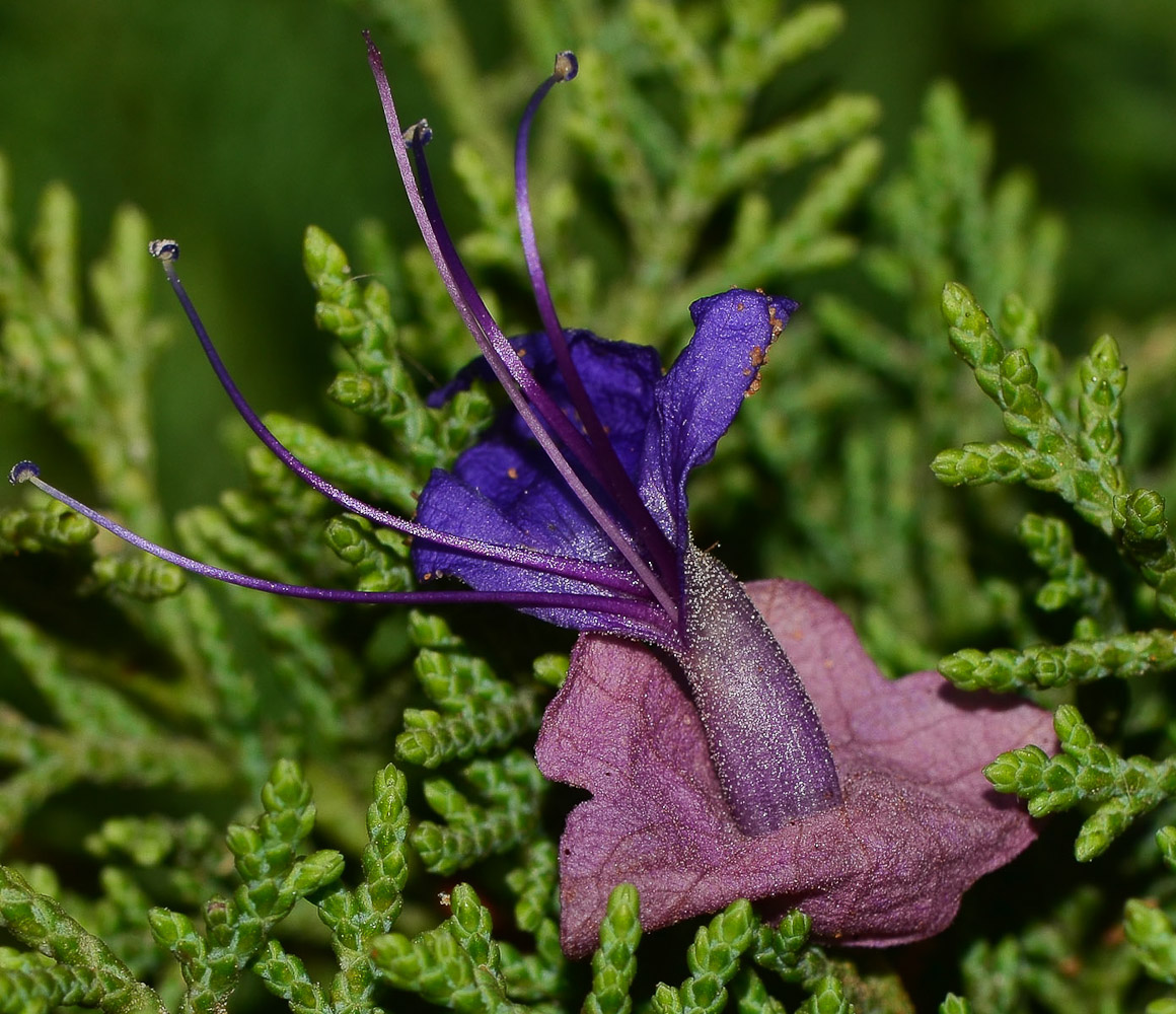 Image of Karomia speciosa specimen.