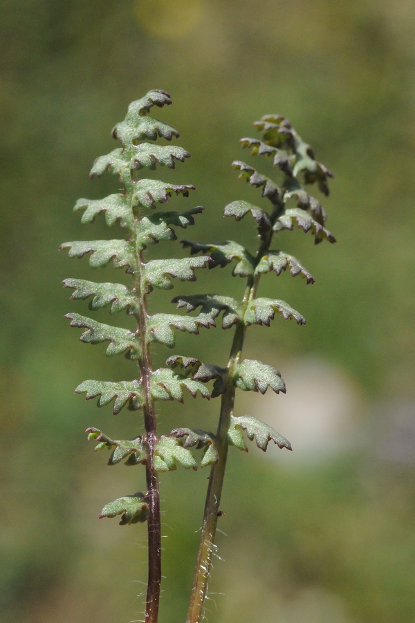 Изображение особи Pedicularis cheilanthifolia.