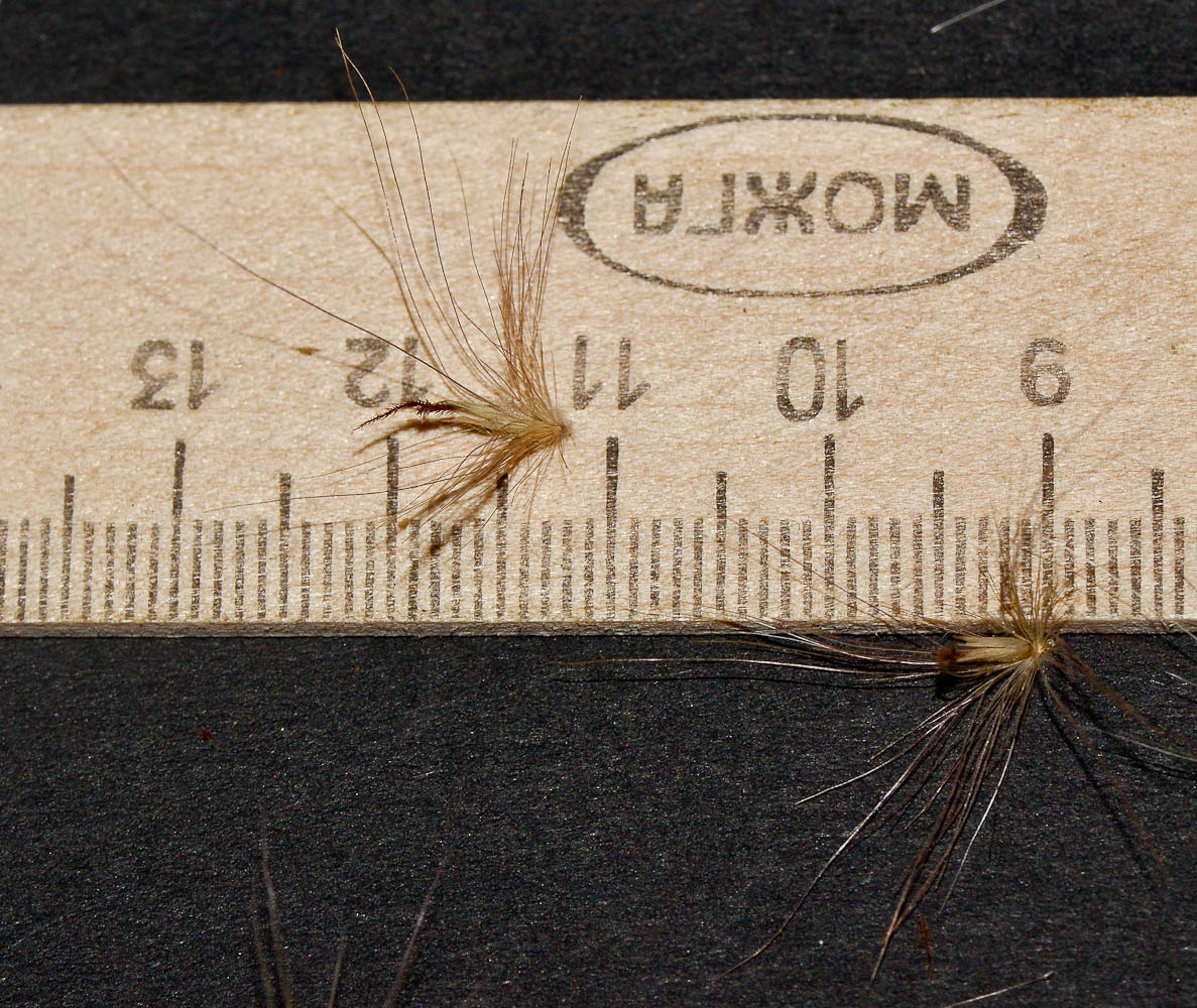 Image of Pennisetum setaceum specimen.