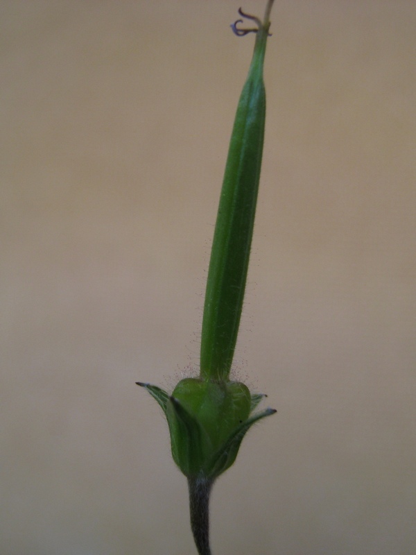 Image of Geranium asiaticum specimen.