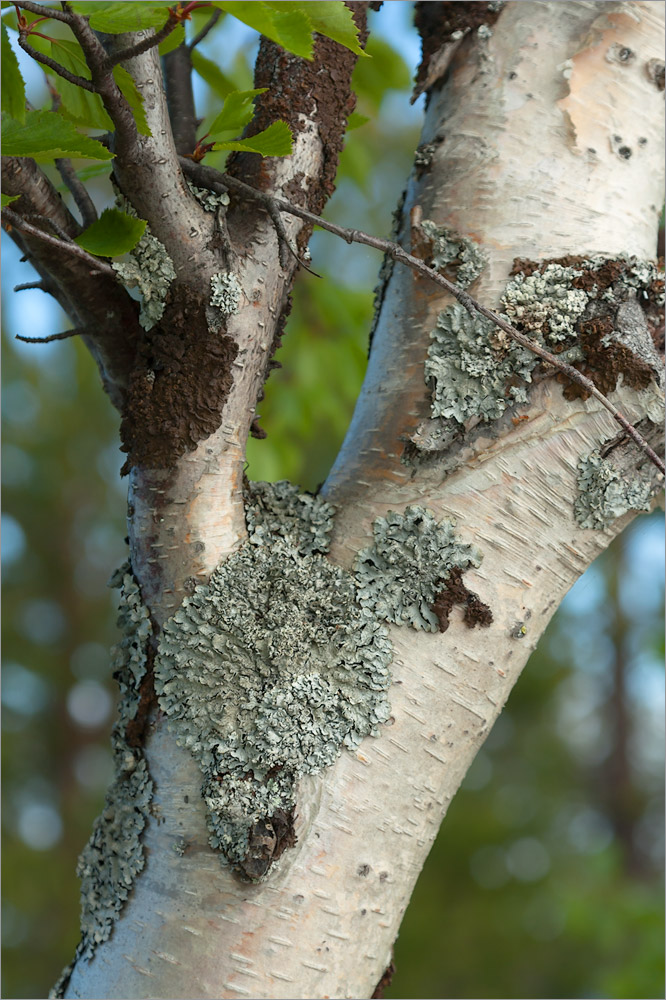 Изображение особи Betula subarctica.