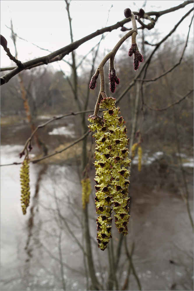 Image of Alnus glutinosa specimen.