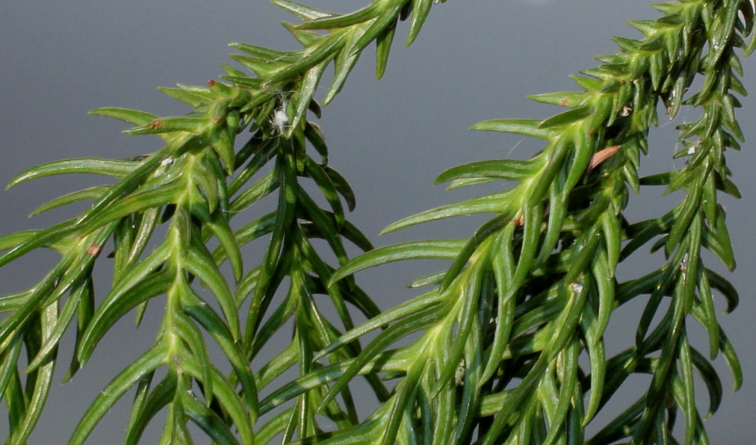 Image of Cryptomeria japonica specimen.