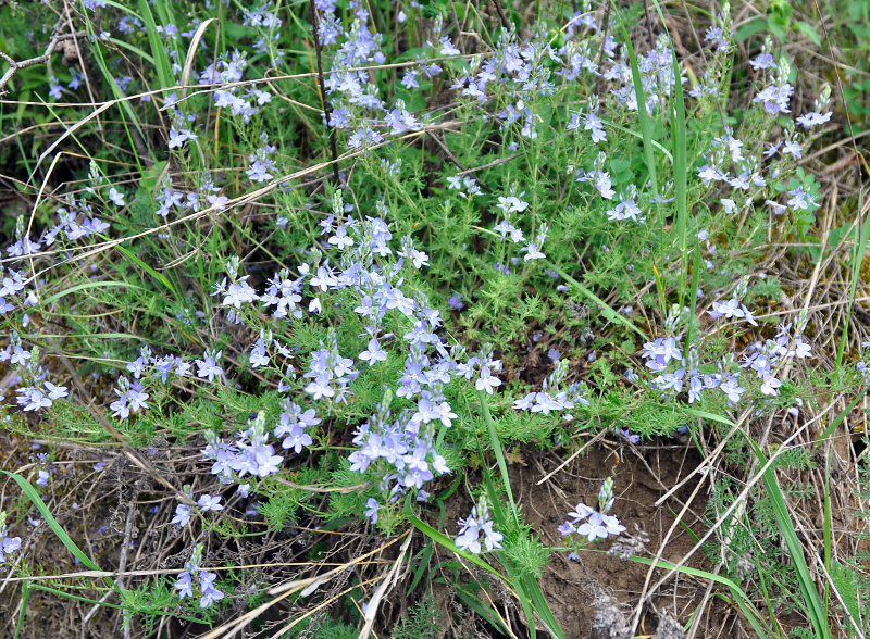 Изображение особи Veronica multifida.