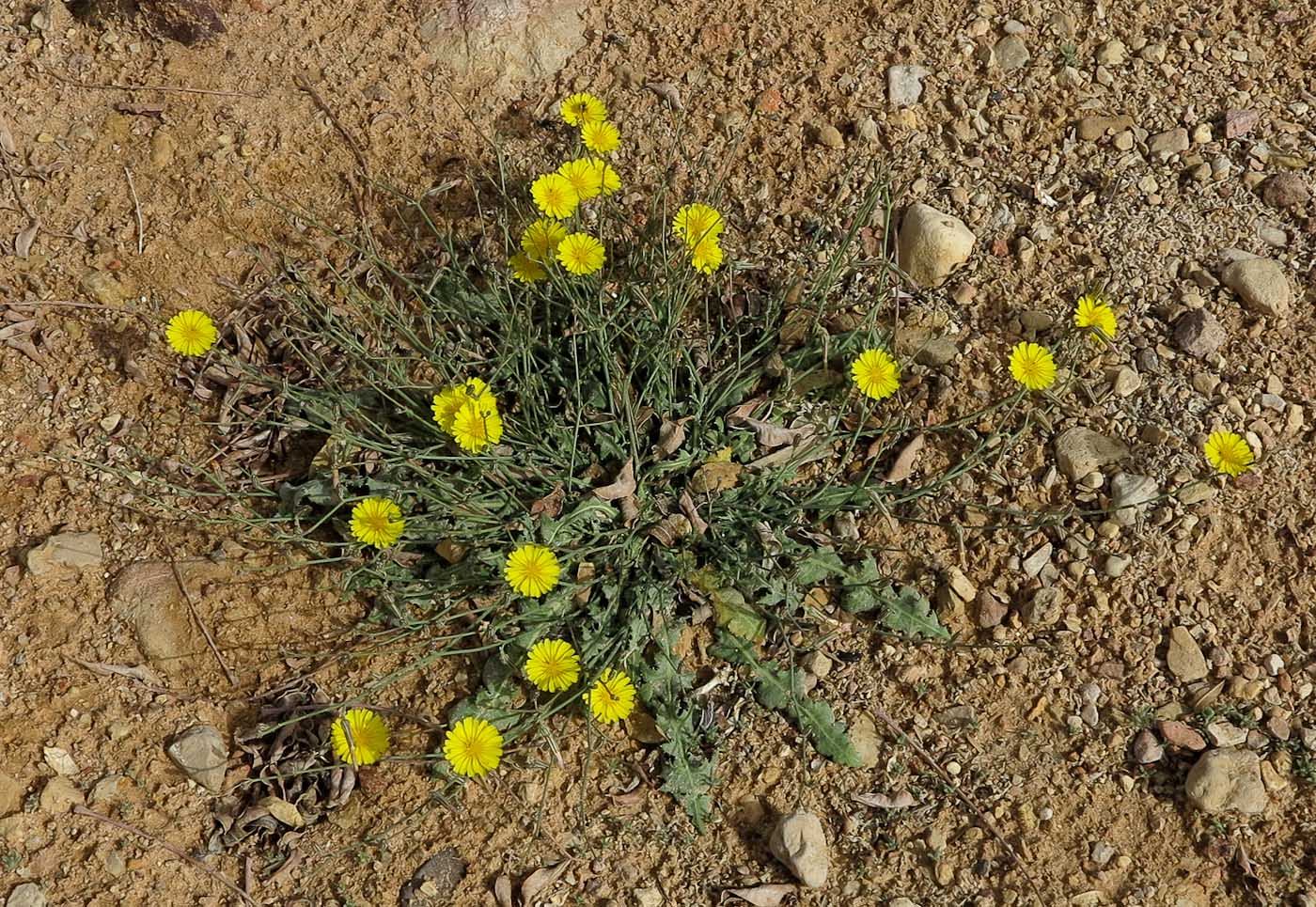 Image of Launaea nudicaulis specimen.