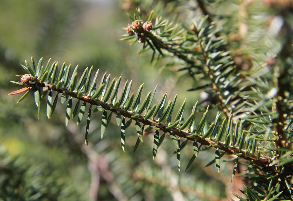 Image of Abies cephalonica specimen.